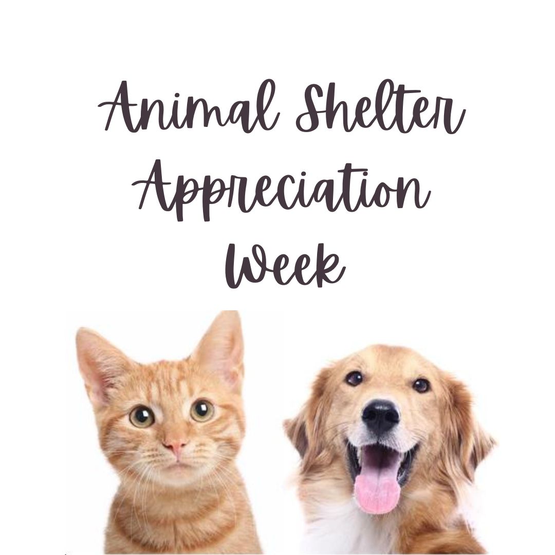 Filling Up Acrylic Donation Boxes for National Animal Shelter Appreciation Week