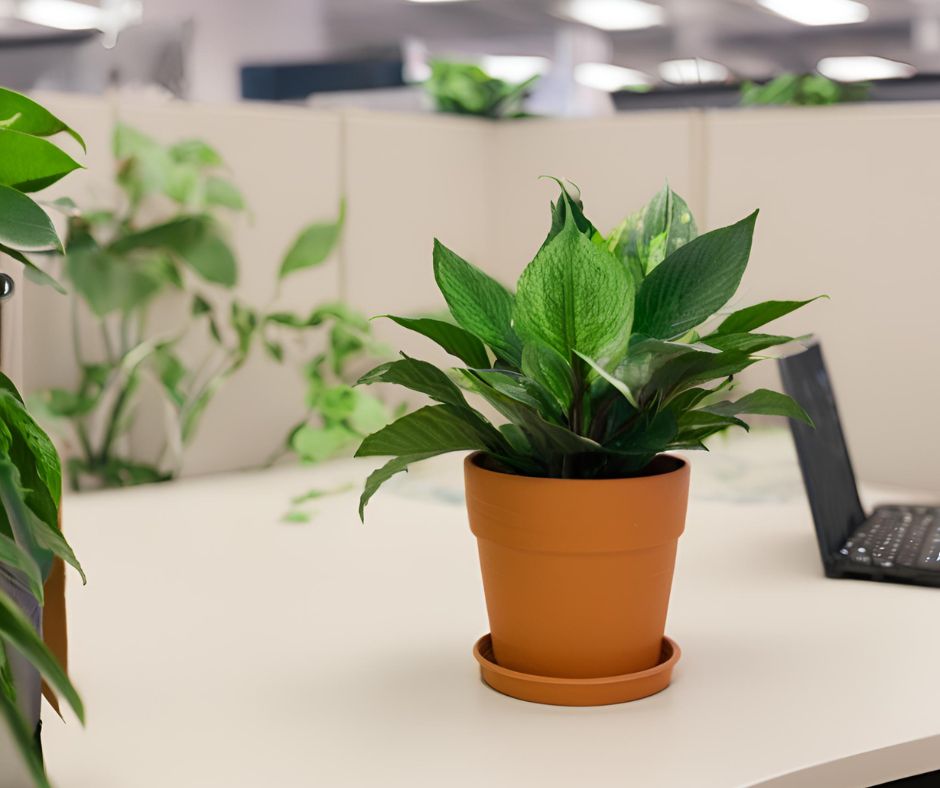 Bring Summertime Vibes to Your Workspace with Plants and Cubicle Sign Holders