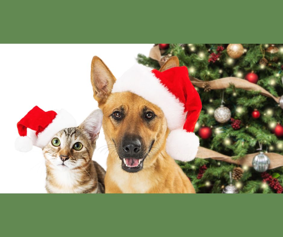 A Transparent Way to Give Back: Acrylic Donation Boxes and Operation Santa Paws