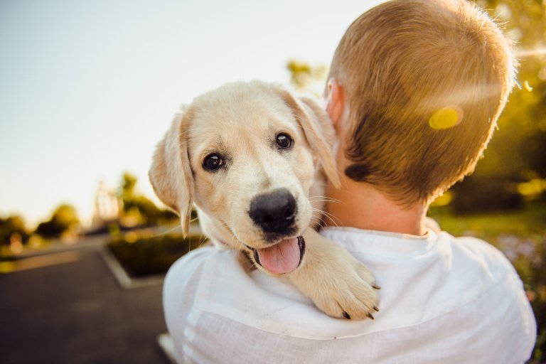 Celebrate National Love Your Pet Day with Cubicle Sign Holders